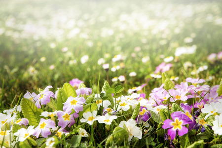 spring meadow in the sun, lot of copyspace
