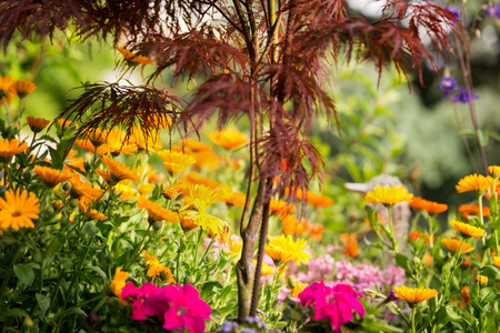 garden with different flowers and plants like calendula officinalis and acerの写真素材
