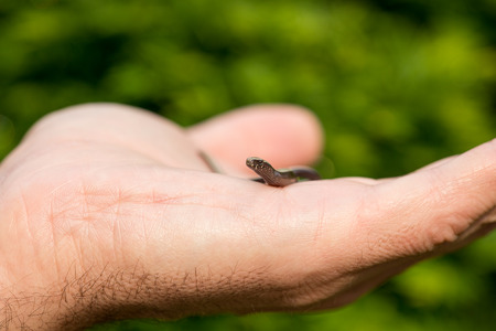 young anguis fragilis in a male hand, slow worm, green nature in the backgroundの写真素材