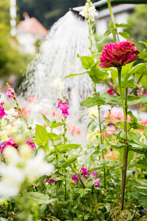 various flowers are watered with a watering can, verticalの写真素材