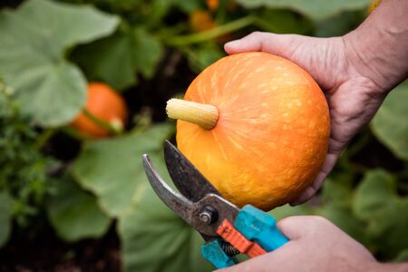 hokkaido pumpkin is harvested on balcony, concept urban gardeningの写真素材
