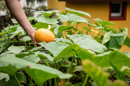 hokkaido pumpkin is harvested on balcony, concept urban gardening