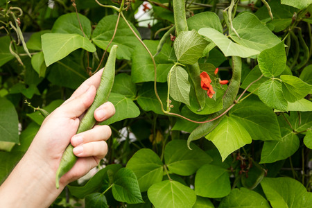 french beans are harvested, close up of an male handの写真素材