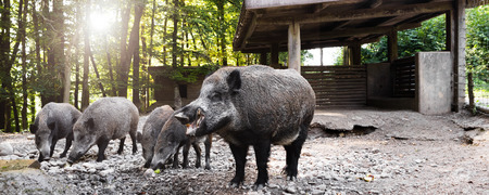 panorama with wild boars in their wallow, eating apples