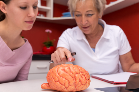 female doctor explains an sudent details of an brain with a plastic model