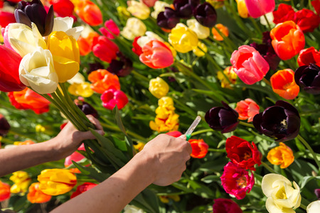 closeup woman hands are cutting a bunch of tulips on a flower fieldの写真素材
