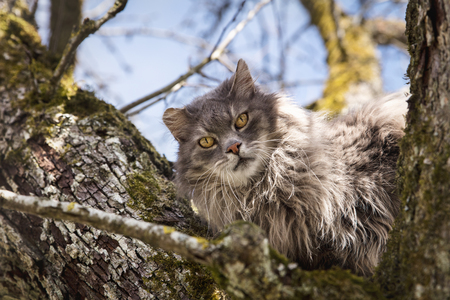 Feral cat sitting on a tree, concept waiting for the fire department, rescue and helpの写真素材