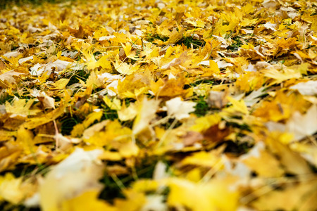 lots of yellow leaves at the ground, autumn seasonの写真素材