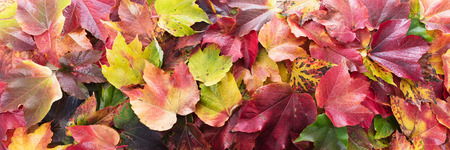 colorful autumn foliage panorama, topview on a lot of leavesの写真素材