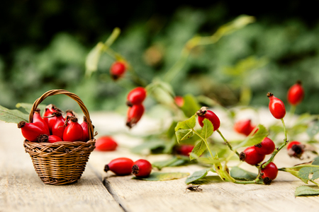 Many fresh rose hips on a table with basketの写真素材