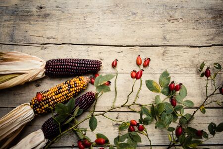 topview, rose hips and corncobs on woodの写真素材