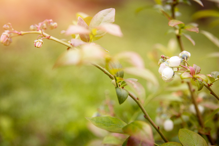 Blossoms of a blueberry bush, closeup from the young plant in the gardenの写真素材