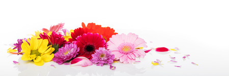 panorama with various flowers in front of white background, chrysanthemums in red yellow purple and pinkの写真素材