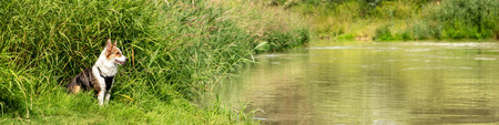Banner, Dog is sitting on the riverside of a lake, observing and watching at the water, copyspaceの写真素材