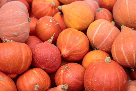Organic red kuri squash, lots of orange cucurbita maxima background