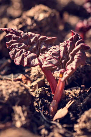Fresh rhubarb or pieplant plant in the garden, two small purple leaves growing upの写真素材