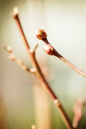 Buds and branch of a young blueberry plant, Vaccinium corymbosum with unsharp backgroundの写真素材