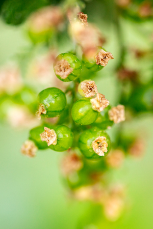 Green immature fruits of red currant or garnet berry, maturity level and growthの写真素材