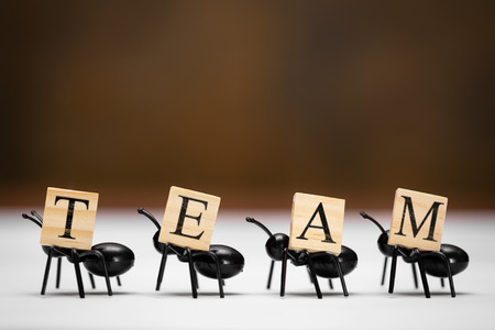 Four ants carry letters that make up the word teamの写真素材