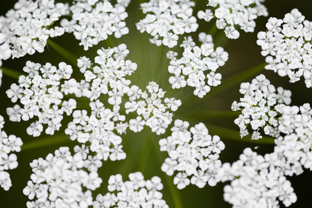 Topview, fresh dill blossoms, anethum graveolens plant at the heyday, Achillea millefoliumの写真素材