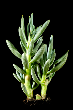 Succulent Senecio serpens or blue chalksticks in front of black background, desert plantの写真素材