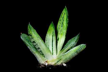 Succulent gasteria, stonecrops or Crassulaceae in front of black background, desert plantの写真素材