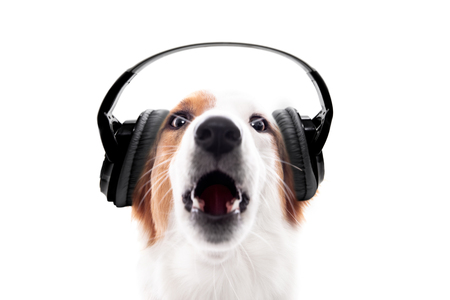 Dog wears headphones and barks or howls, isolated in front of white, concept music and audioの写真素材