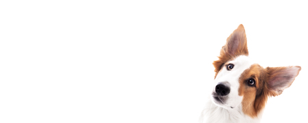 Banner, dog mixed breed looks to the side, isolated against white with copy spaceの写真素材