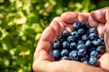 Hands holding fresh blueberries, shiny Vaccinium Corymbosum Plants in the back