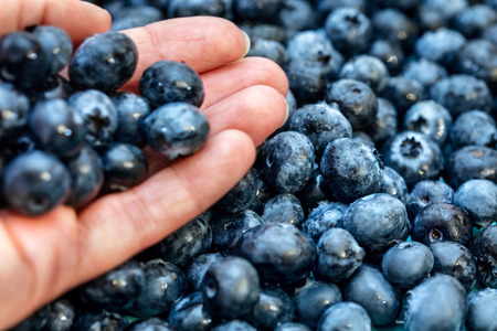 Hand holding fresh blueberries, heap of it beside, tasty blue raw berriesの写真素材