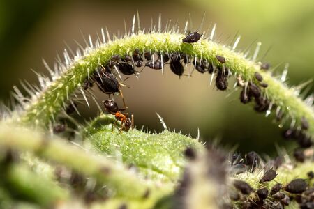 Aphids and ants on a green plant, symbiosis and cohabit wildlife of insects, closeupの写真素材
