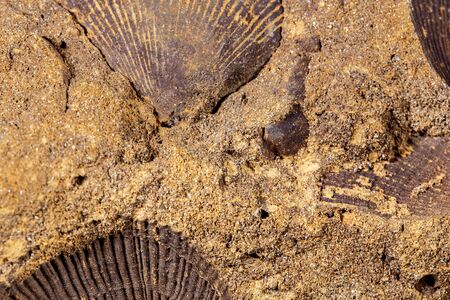 Closeup of petrified shell fossils into sand stone, pattern background with details