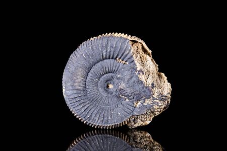 Petrified Ammonoid fossil in front of black background, Paleontology and Animalsの写真素材
