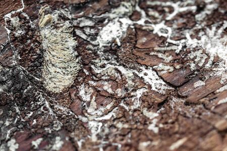 Closeup of traces from a bark beetle on dead wooden bark, insect and trees