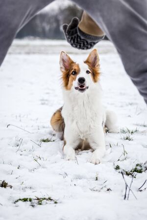 Dog command down, dog training with goodies, winter season backgroundの写真素材