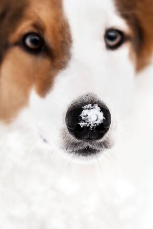 Portrait of a cute mixed-breed dog with snow on the nose, closeup with copyspaceの写真素材