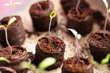 little cucumber seedlings in earth or soil, horizontal shotの写真素材