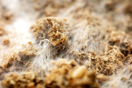 Mushroom growth medium with mycelium and fungal spores, white and brown macro backgroundの写真素材