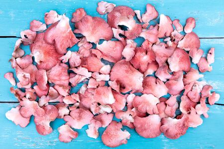 delicious fresh and raw pink oyster mushrooms on blue wooden table, Pleurotus djamor, topview