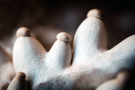 Closeup of little king oyster mushrooms on growth, cultivation and farming fungi, macro shotの写真素材