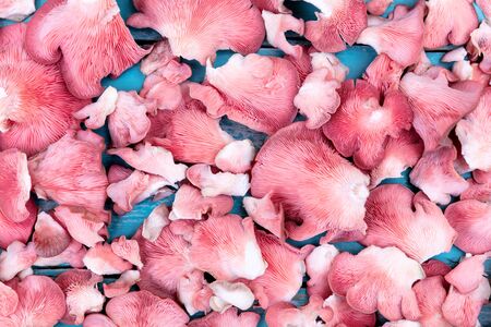 Lots of fresh raw pink oyster mushrooms, Pleurotus djamor gourmet fungi, topview