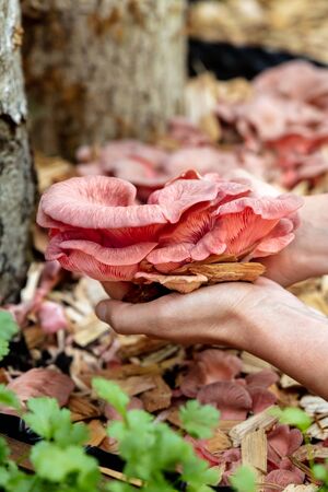 woman holding fresh Pleurotus djamor in front of a mushroom farm, fungiculture of pink oyster mushroomsの写真素材