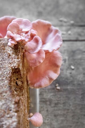 Pink oyster mushrooms growing up, details of a mushroom farm or fungiculture with substrate blocksの写真素材