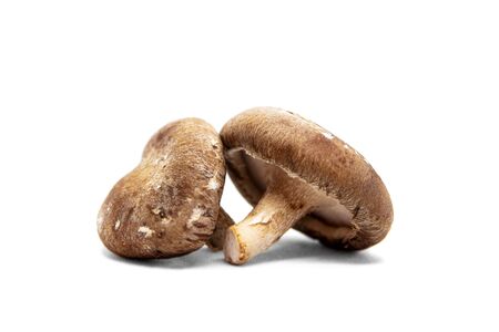 Fresh and raw shiitake mushrooms isolated on white background, Lentinula edodesの写真素材