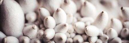 closeup of growing up of king oyster mushrooms, fungiculture and farming, panorama