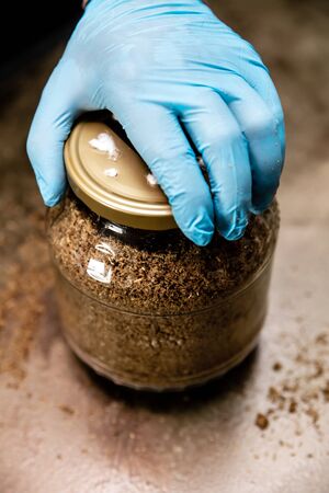 Ready to growing up cultivated mushrooms at home, glas with substrate and mycelium, hand with sterile glovesの写真素材