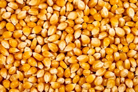 background full of fresh raw corn or maize kernel, healthy natural nutritionの写真素材