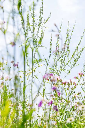 Flower field of wild native herbs and plants, natural gardening with wildflowers, low angle shotの写真素材