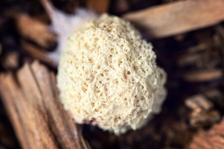 Topview, fuligo septica or slime mold on wooden background, closeup