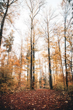 Forest background in autumn or fall season with trees and orange foliage, broadleaf woodland